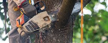 Best Commercial Tree Services  in Tucumcari, NM